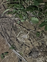 Lithobates sphenocephalus