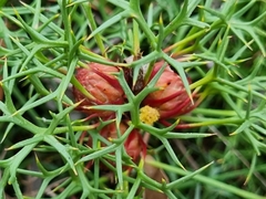 Isopogon ceratophyllus