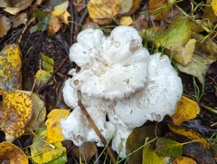Leucocybe connata