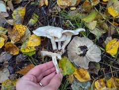 Leucocybe connata