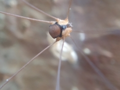 Sclerosomatidae