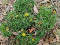 Isopogon ceratophyllus