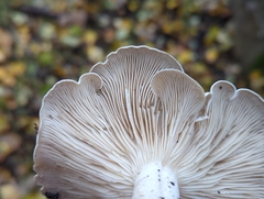 Leucocybe connata