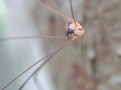 Sclerosomatidae