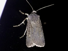 Euxoa velleripennis