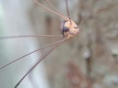 Sclerosomatidae
