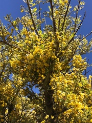 Geoffroea decorticans