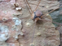 Sclerosomatidae