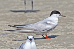 Sterna hirundo