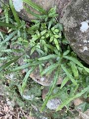 Pteris ensiformis