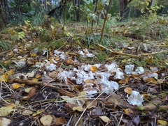 Leucocybe connata