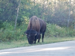 Bison bison bison