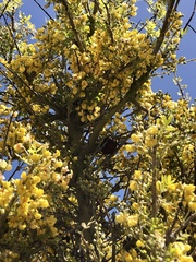 Geoffroea decorticans