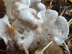 Leucocybe connata