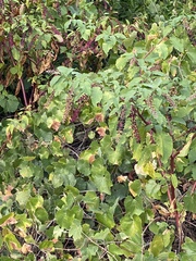 Phytolacca americana