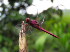 Orthemis discolor