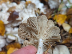 Leucocybe connata