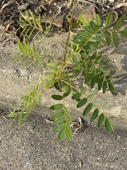 Senna marilandica