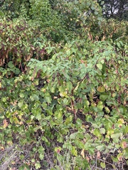 Phytolacca americana