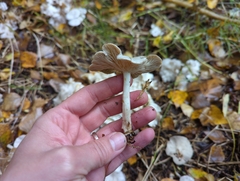 Leucocybe connata