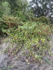 Phytolacca americana