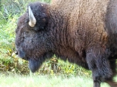 Bison bison bison