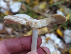 Leucocybe connata