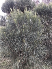 Allocasuarina verticillata
