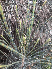 Allocasuarina verticillata