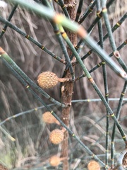 Allocasuarina verticillata