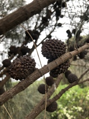 Allocasuarina verticillata