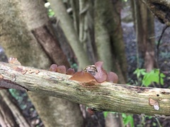 Auricularia auricula-judae