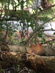 Auricularia auricula-judae
