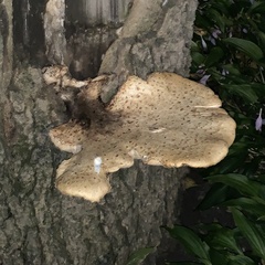 Cerioporus squamosus