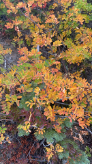 Sorbus sitchensis