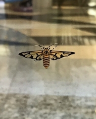 Amata grotei