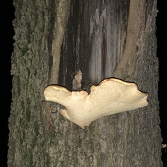 Cerioporus squamosus