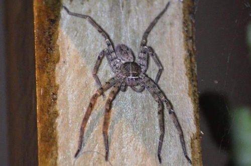 Sparassidae image