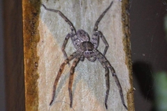 Heteropoda venatoria image