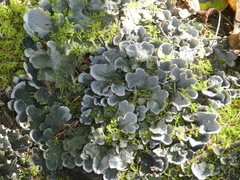 Peltigera aphthosa