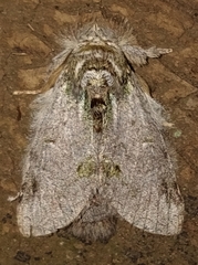 Disphragis