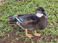 Anas platyrhynchos × Cairina moschata