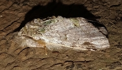 Disphragis
