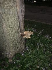 Cerioporus squamosus