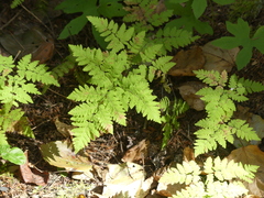 Gymnocarpium dryopteris