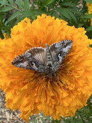 Autographa californica