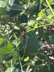 Echthromorpha intricatoria