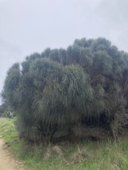 Allocasuarina verticillata