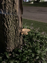 Cerioporus squamosus