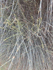 Allocasuarina verticillata